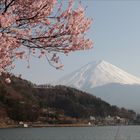 Kirschblüte beim Mount Fuji