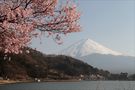 Kirschblüte beim Mount Fuji von Fritz Degen 