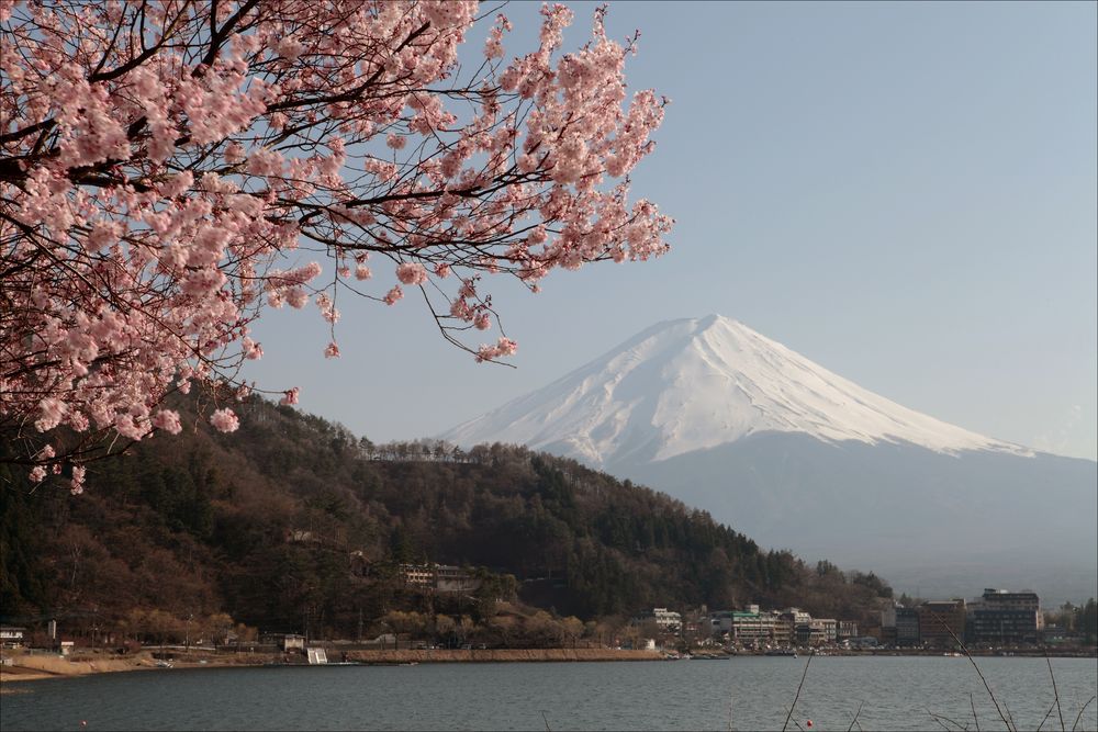 Kirschblüte beim Mount Fuji