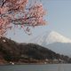 Kirschblte beim Mount Fuji