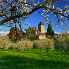 Kirschblüte beim Schloss Spiez