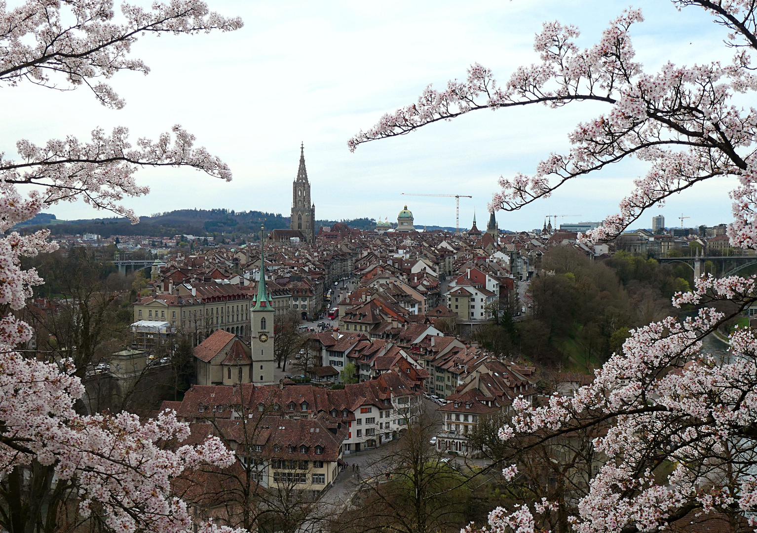 Kirschblüte Bern