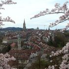 Kirschblüte Bern