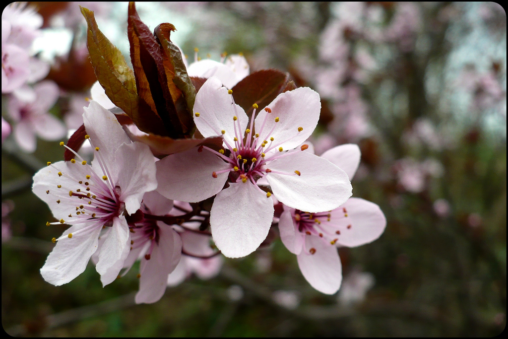 Kirschblüte