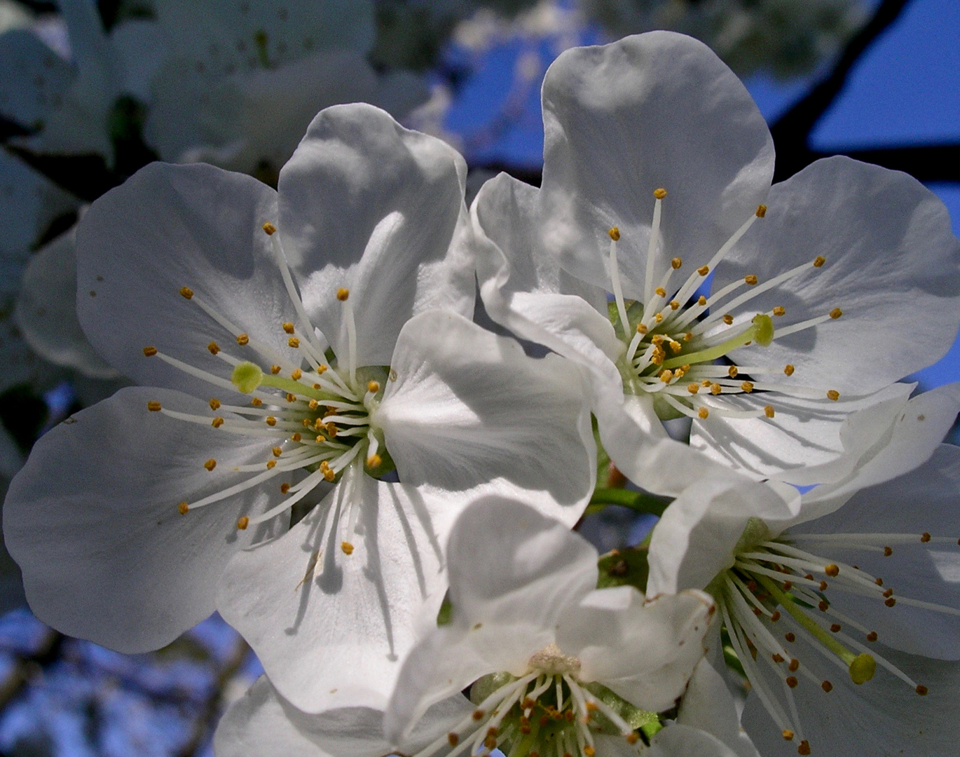 Kirschblüte