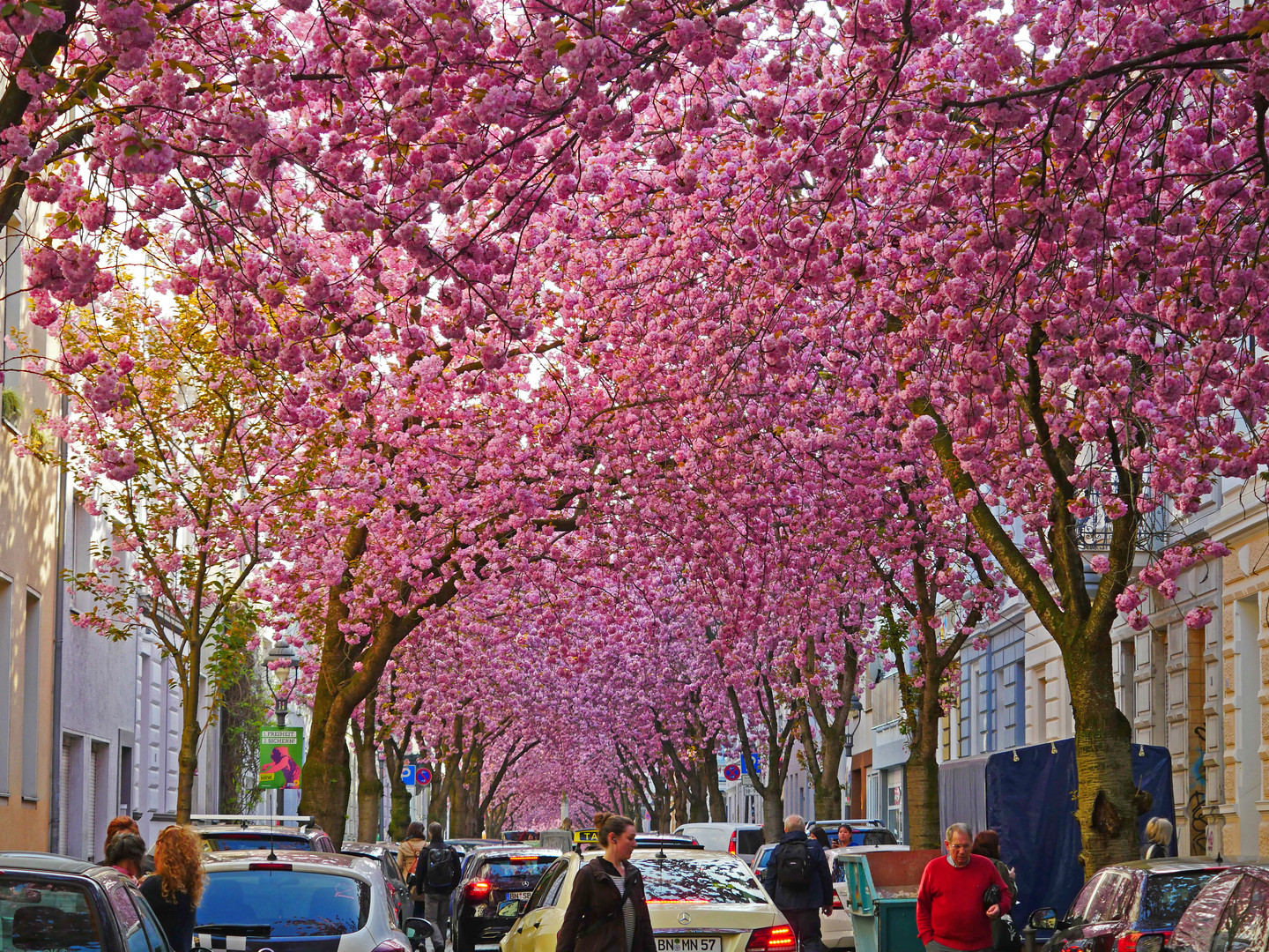 Kirschblüte Bonn-Altstadt