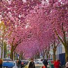 Kirschblüte Bonn-Altstadt