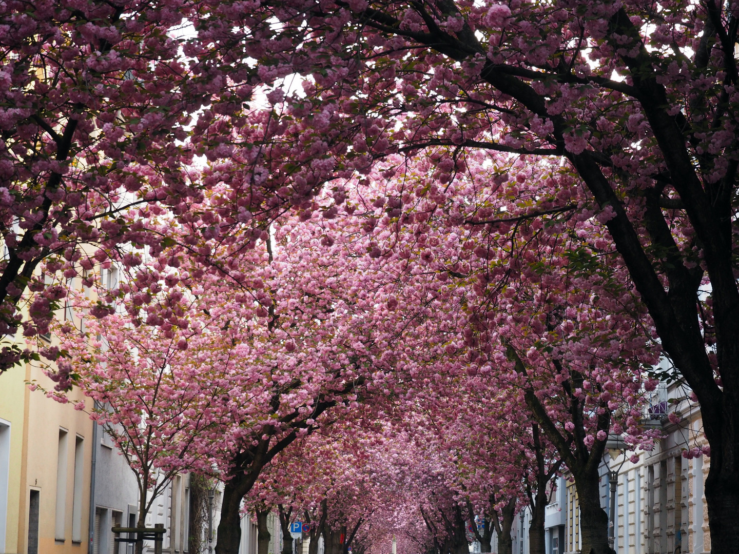 Kirschblüte Bonn