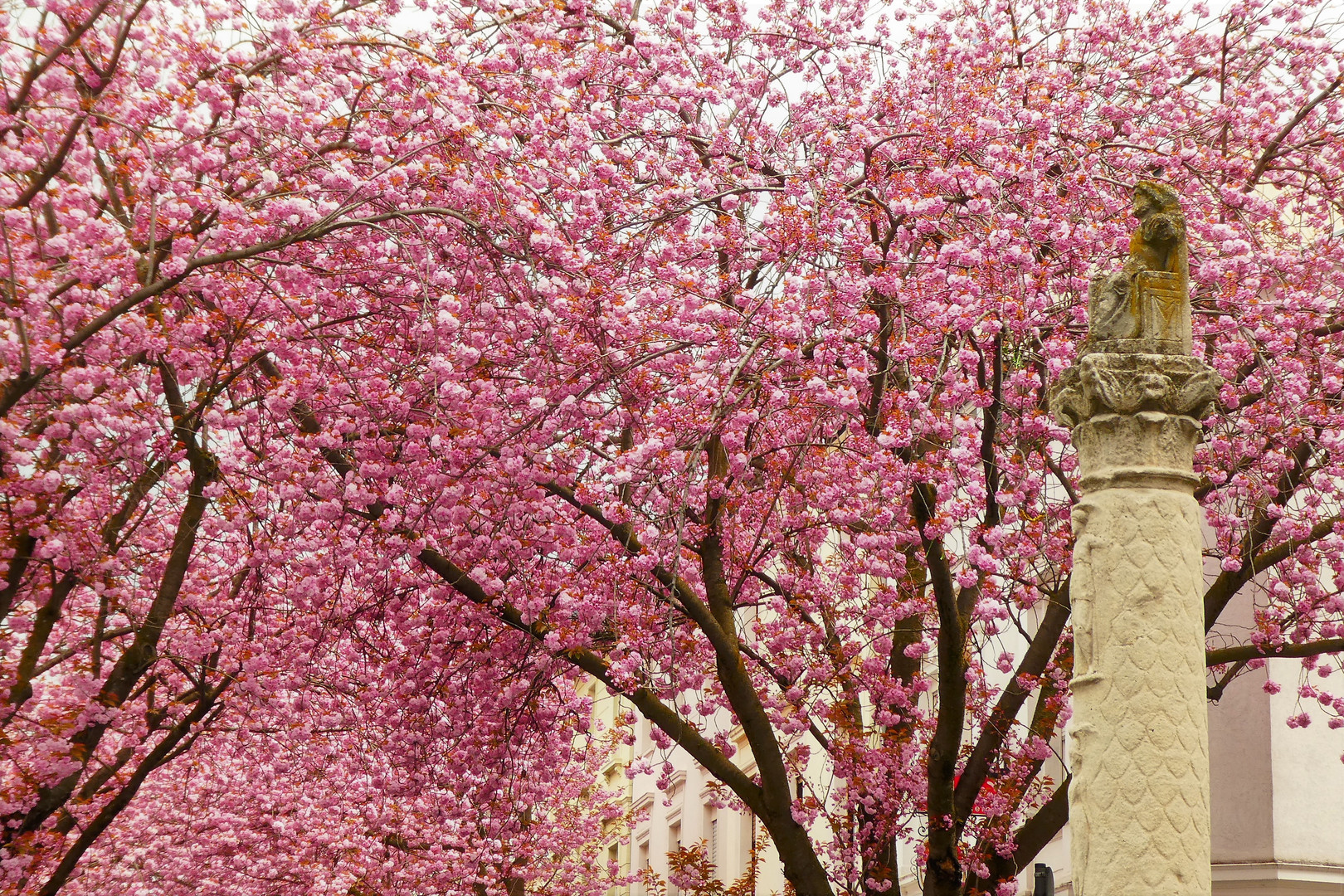 Kirschblüte Bonner Altstadt