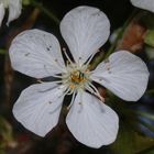 Kirschblüte - Büttners rote Knorpelkirsche (Prunus avium)