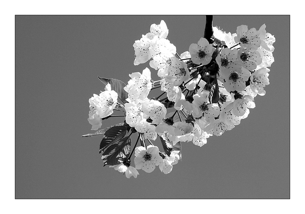 Kirschblüte B&W