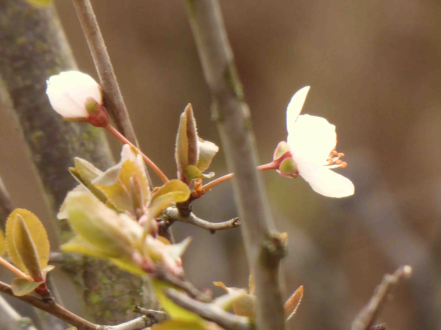 Kirschblüte