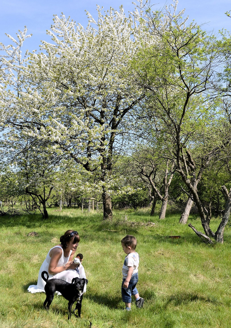 Kirschblüte