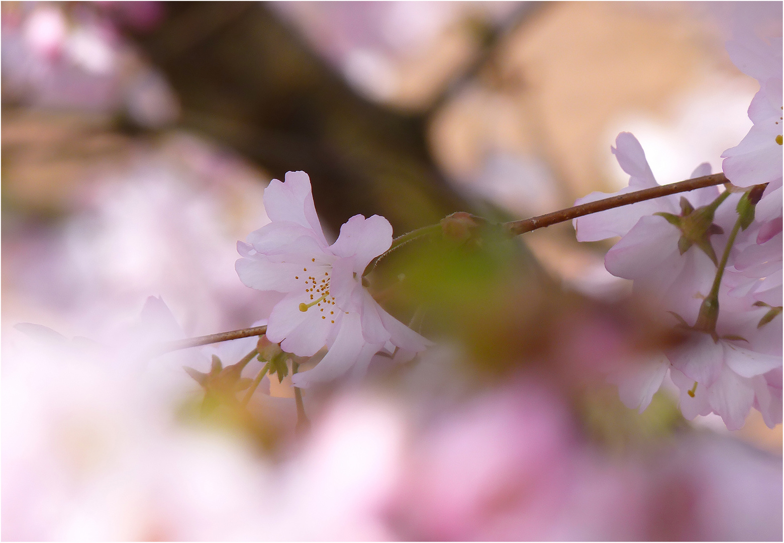 Kirschblüte 