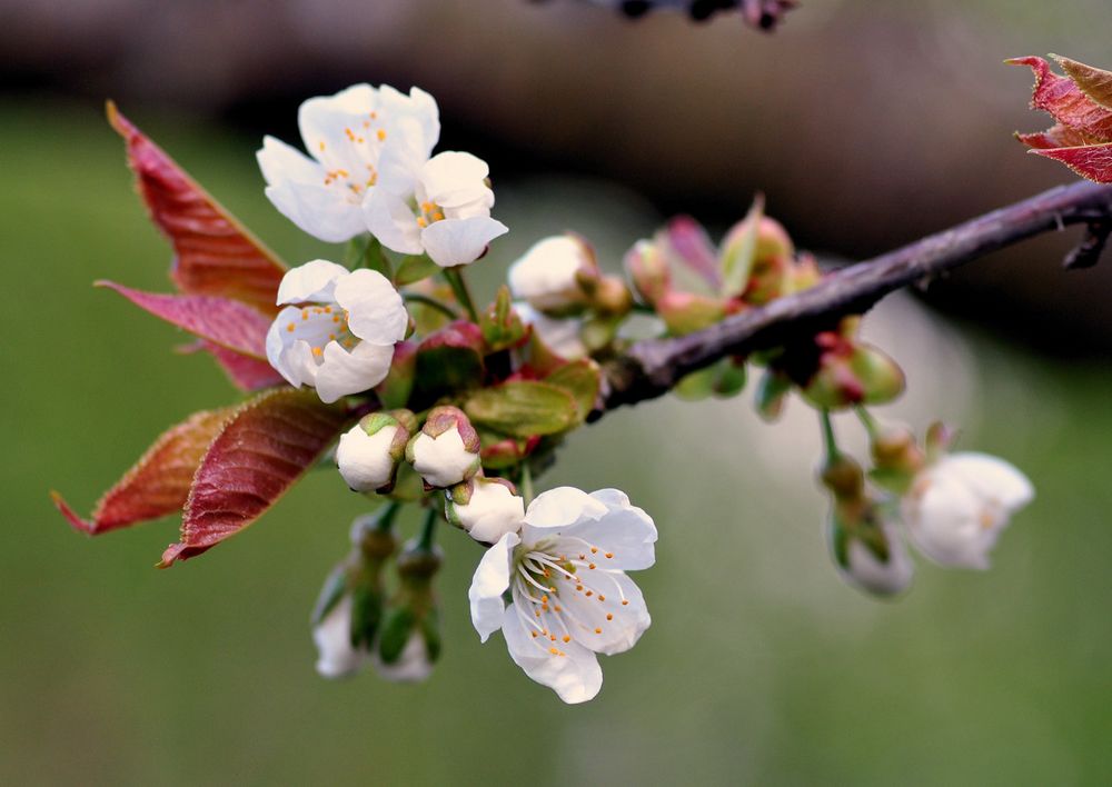 Kirschblüte