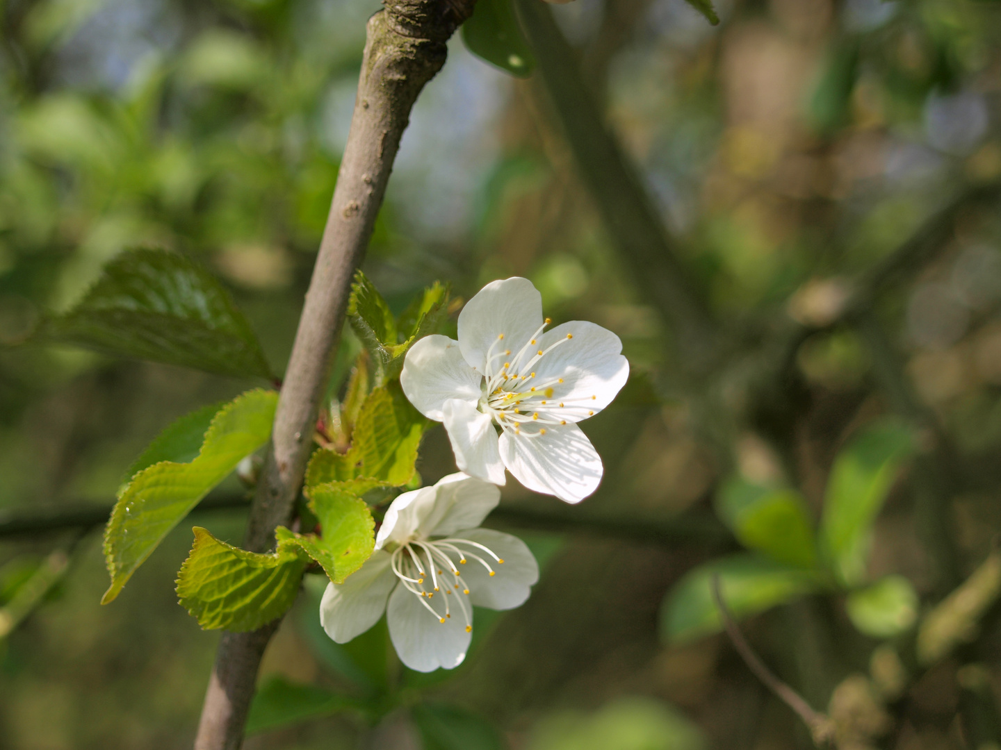 Kirschblüte