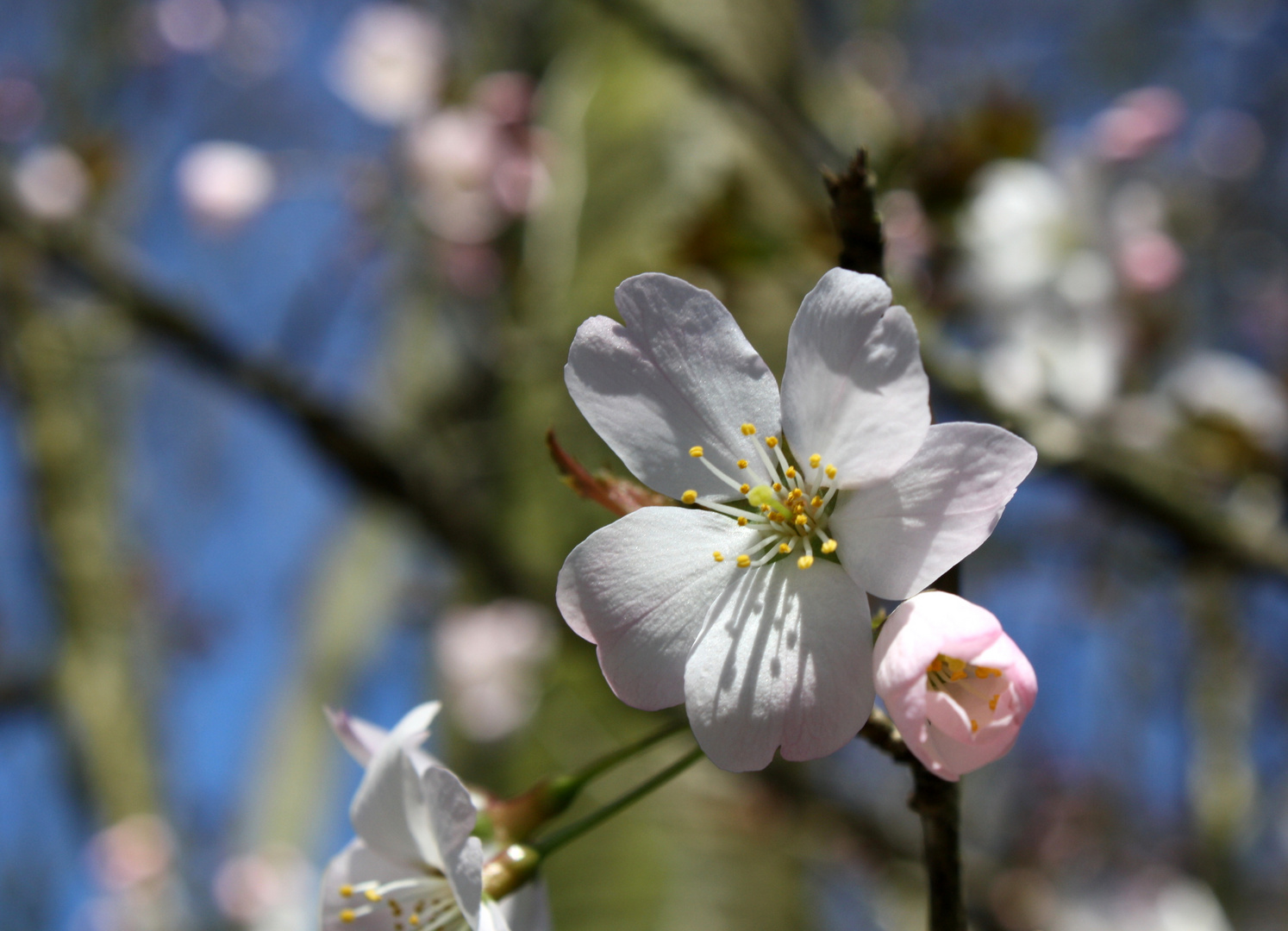 Kirschblüte