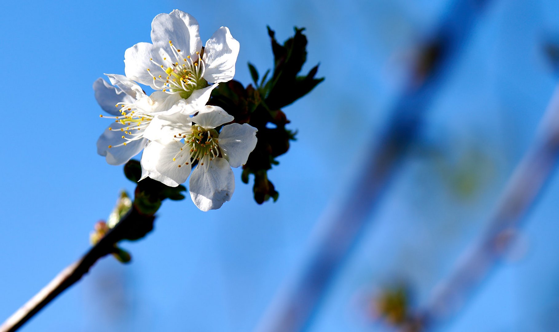 Kirschblüte