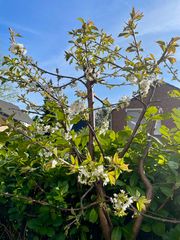 Kirschblüte