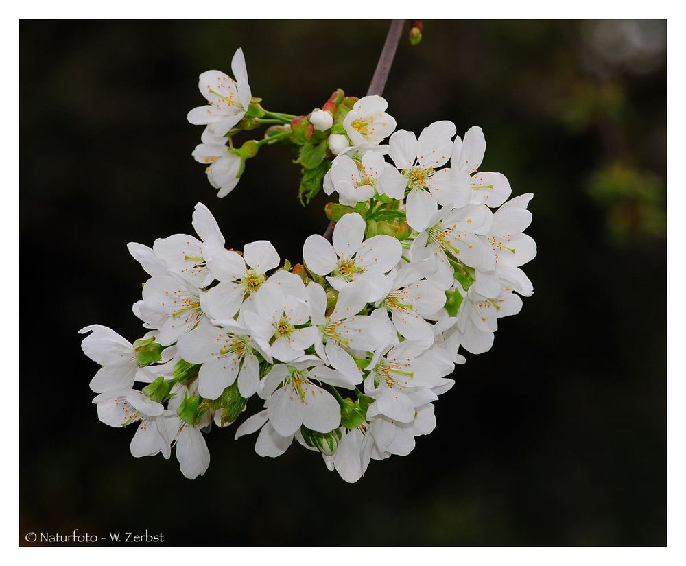 ---- Kirschblüte ----