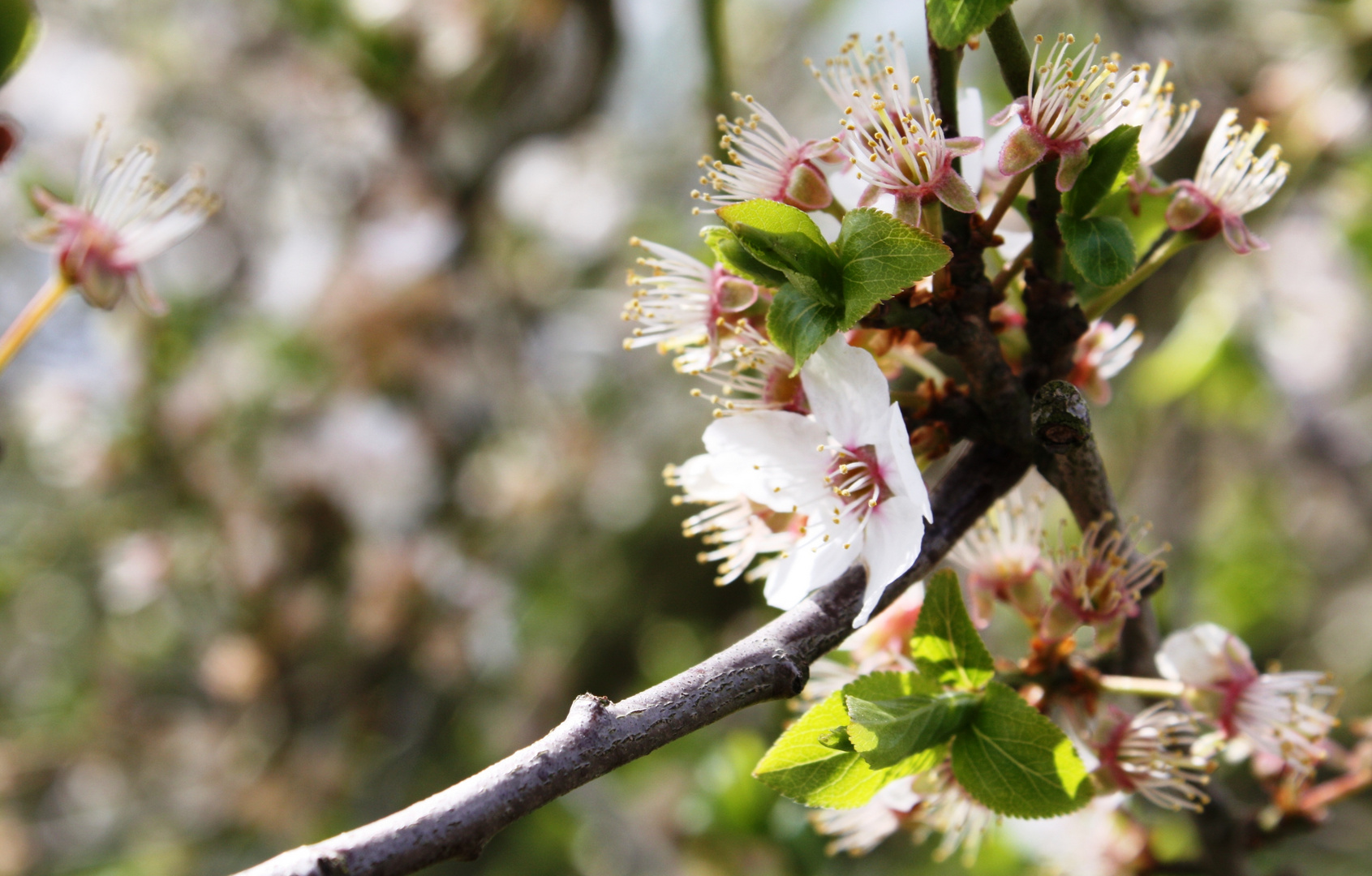 Kirschblüte