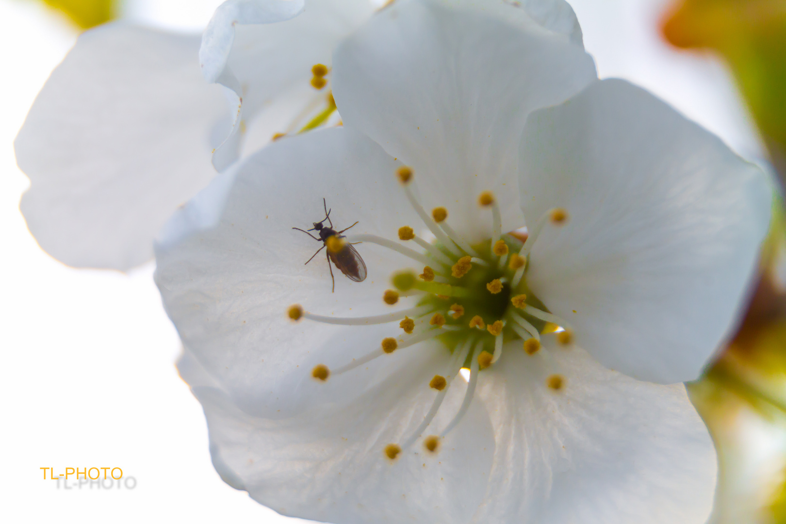 Kirschblüte