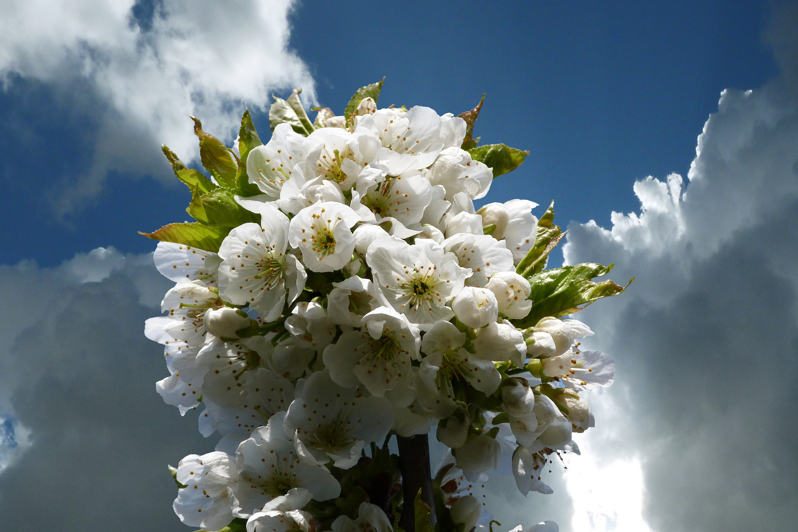 Kirschblüte