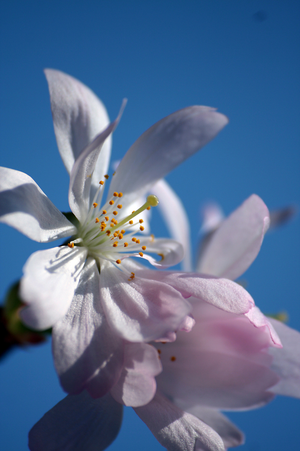 Kirschblüte