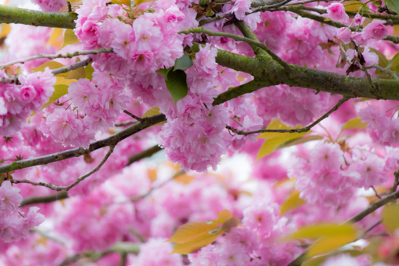 Kirschblüte