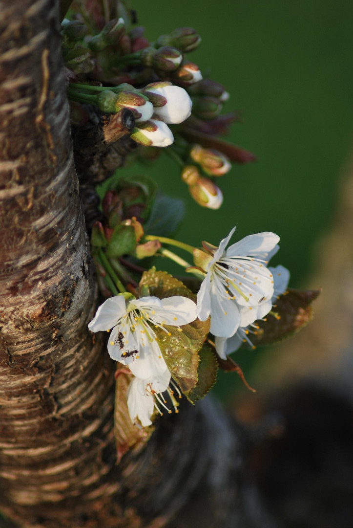 Kirschblüte