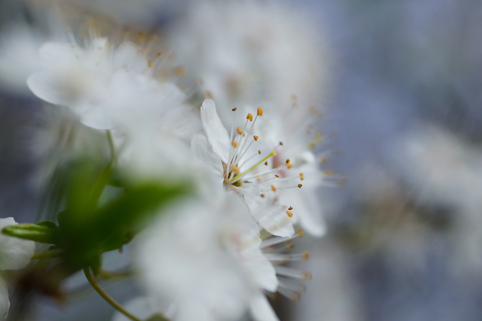 Kirschblüte