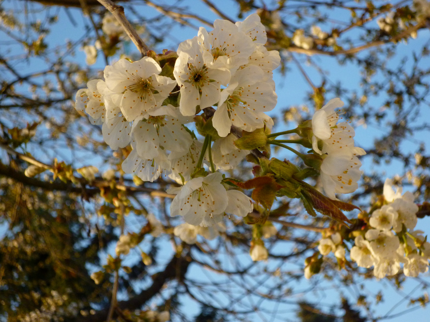 Kirschblüte