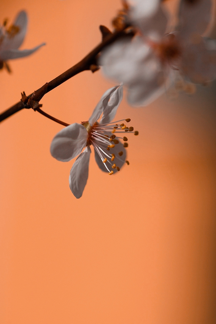 Kirschblüte 