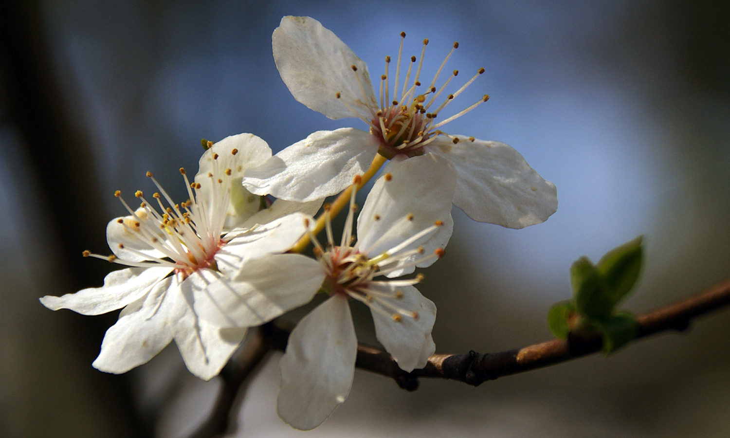 Kirschblüte