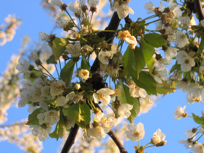 Kirschblüte