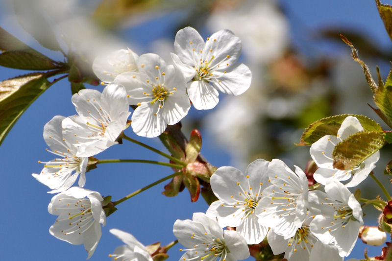 Kirschblüte