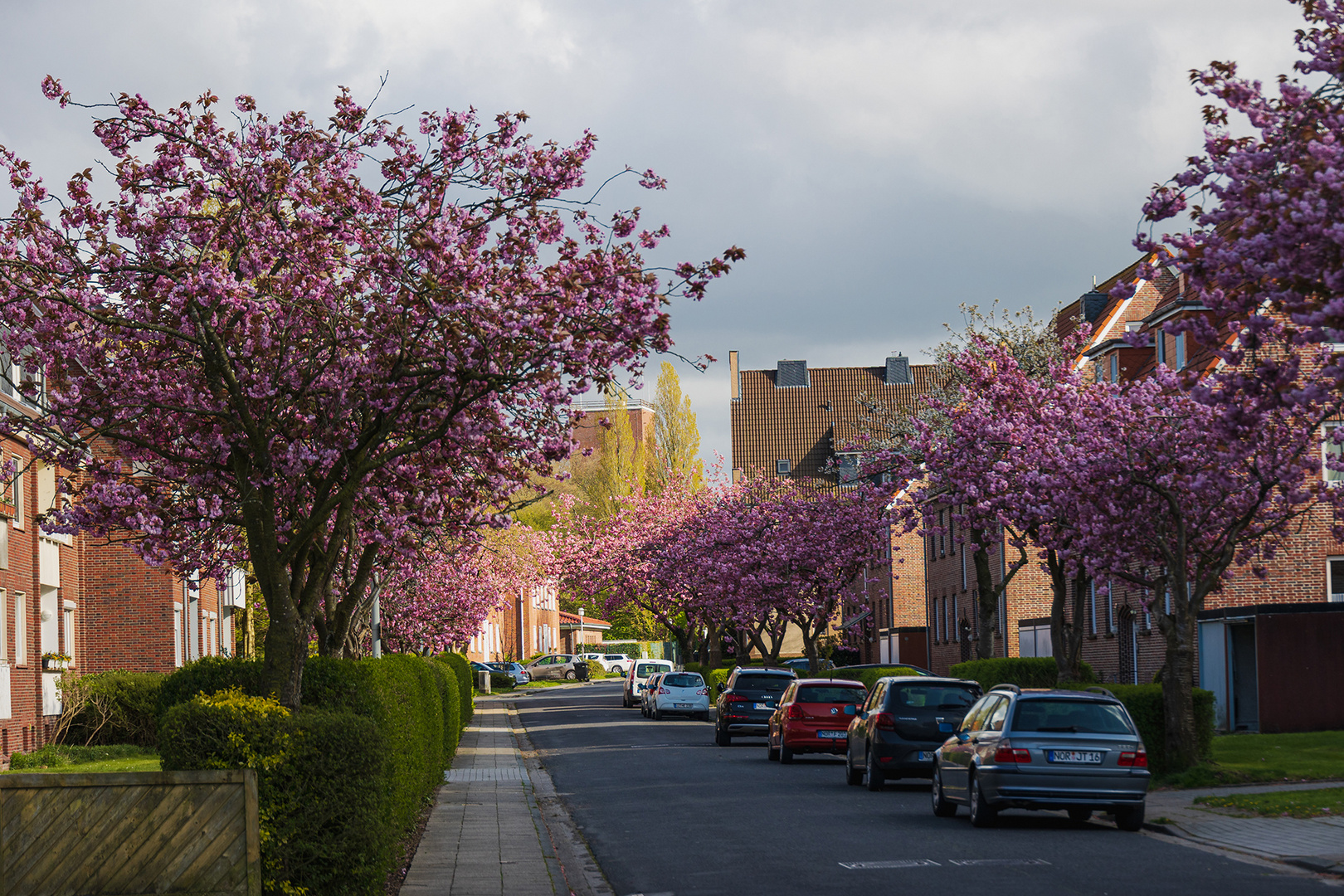 Kirschblüte