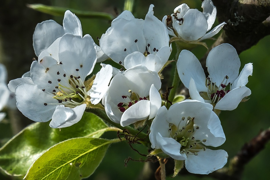 Kirschblüte