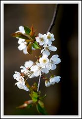 Kirschblüte