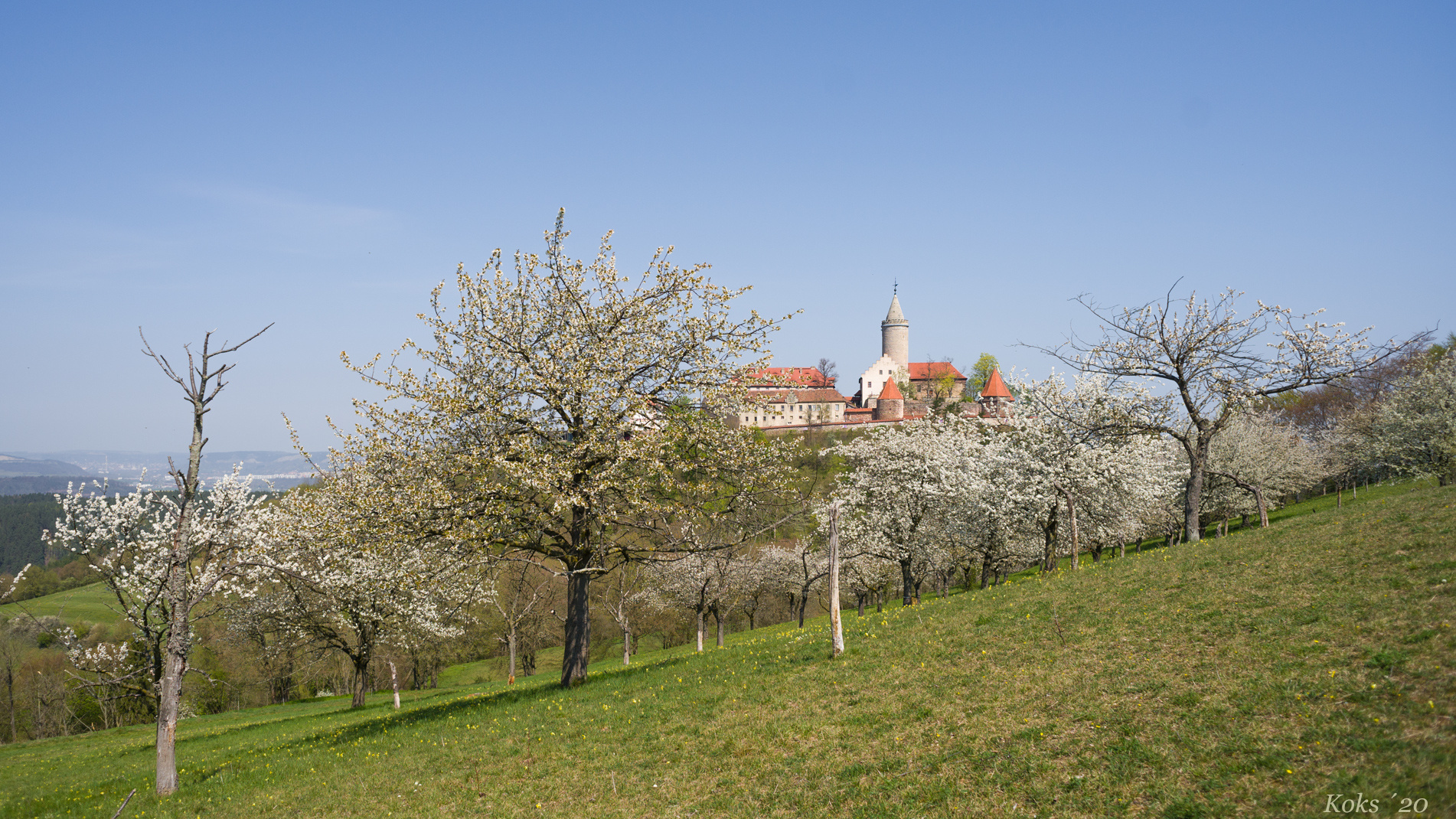 Kirschblüte