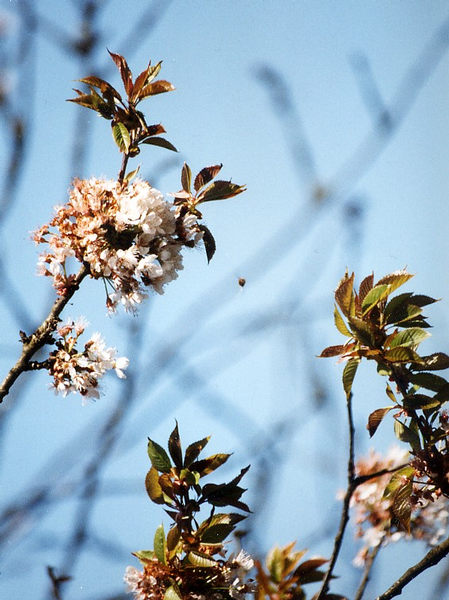 Kirschblüte