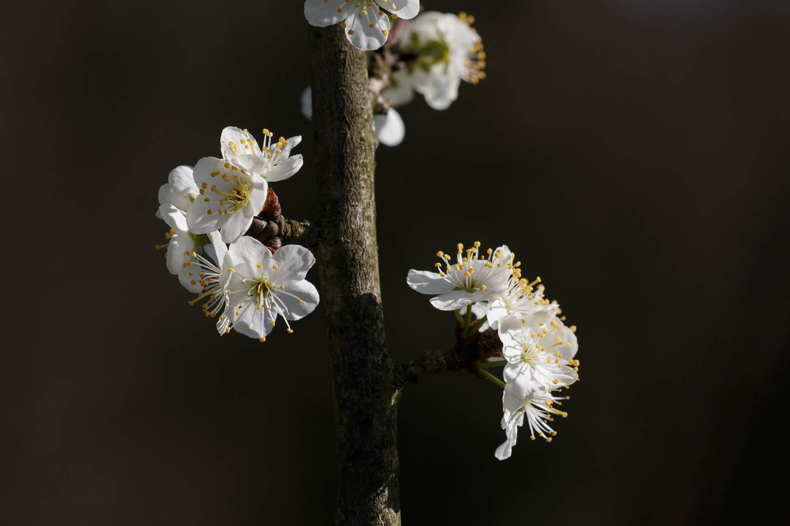 Kirschblüte