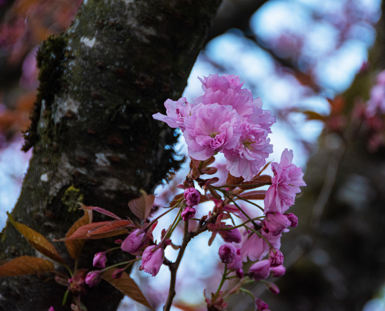 Kirschblüte