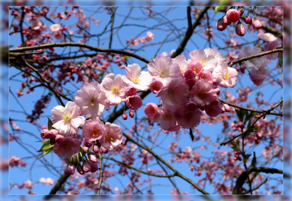 Kirschblüte