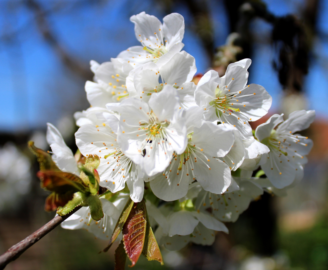 Kirschblüte ....