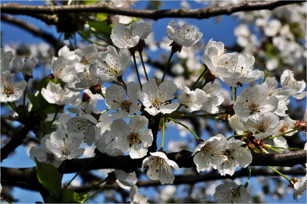 .......................:::::::::::::::::: Kirschblüte :::::::::::::::::...........................