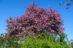 Kirschblüte