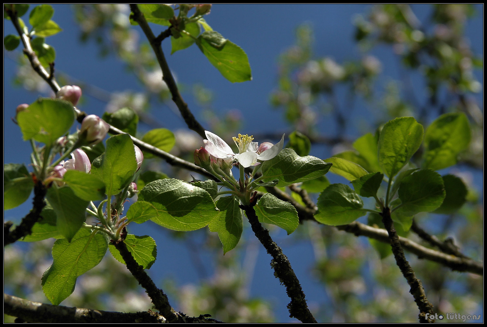 Kirschblüte