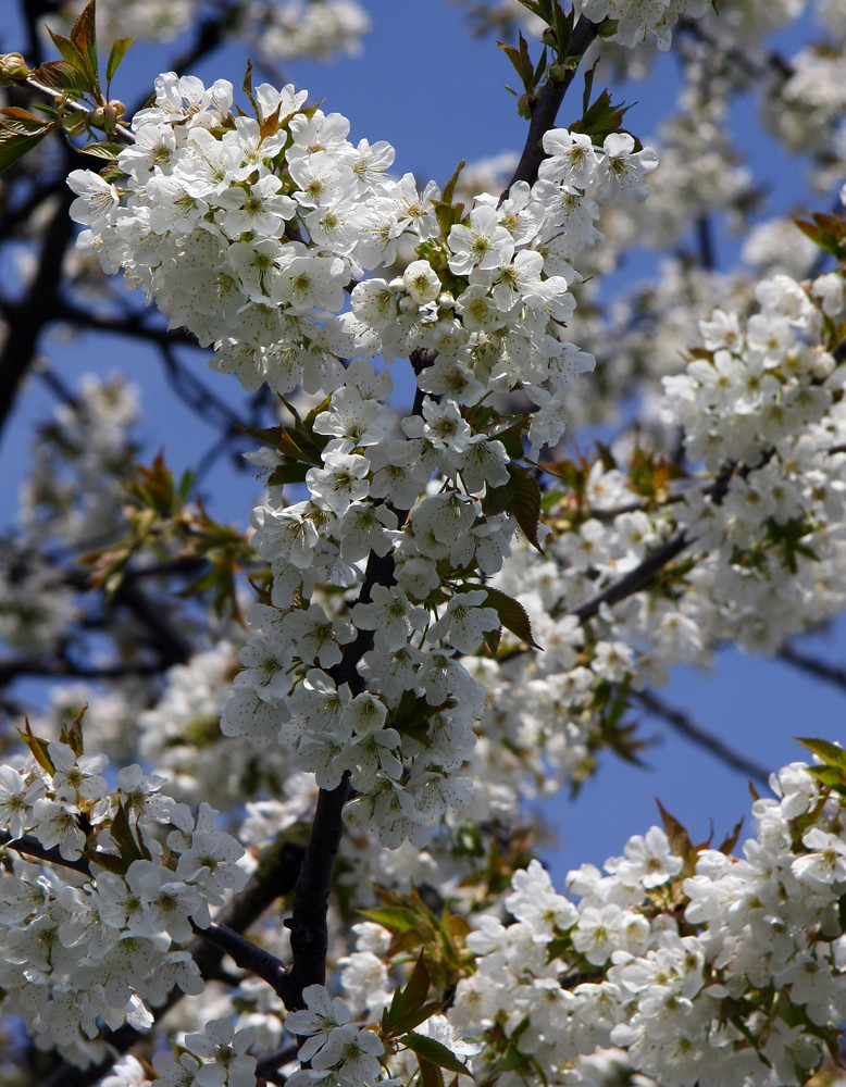 Kirschblüte