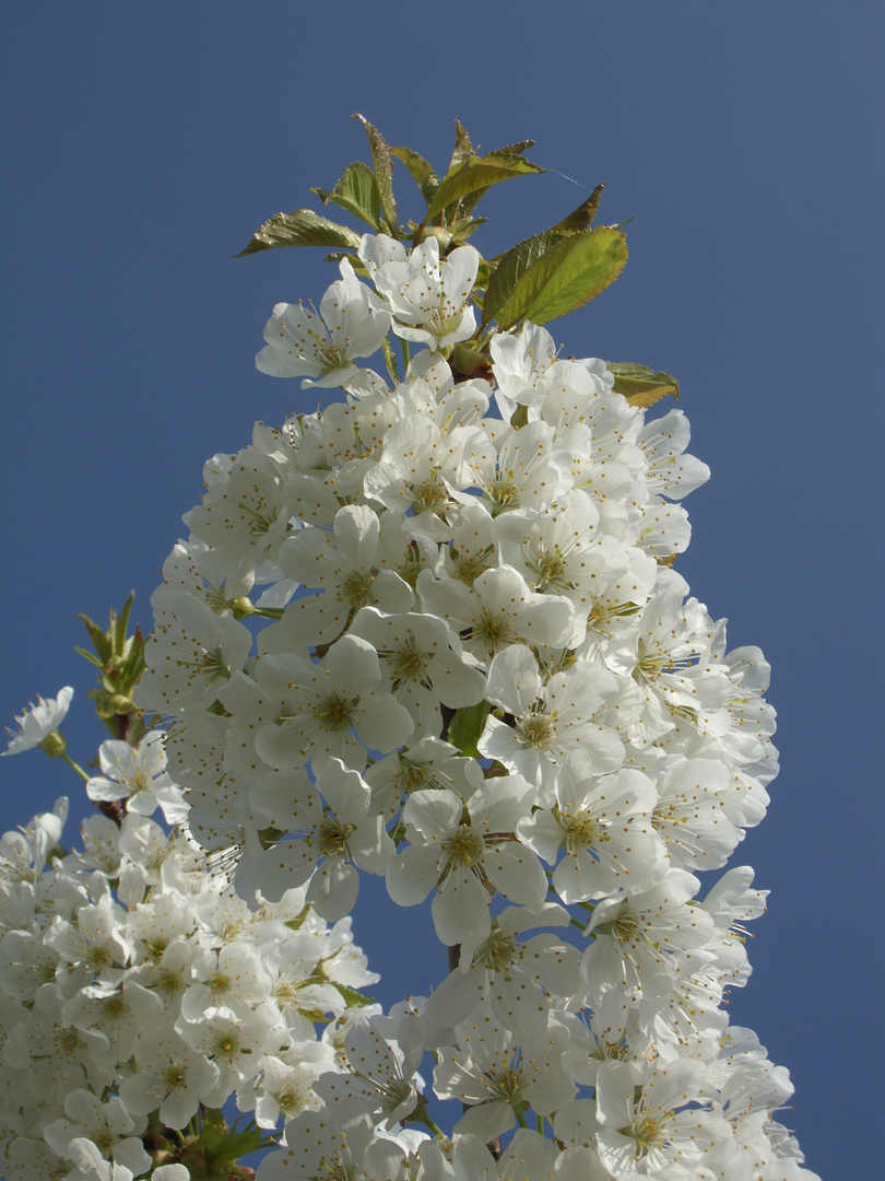 Kirschblüte